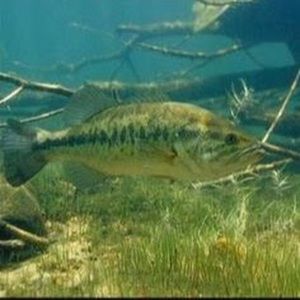 Meet your Posher, Epps